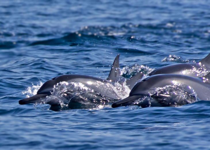 dauphins mascate oman